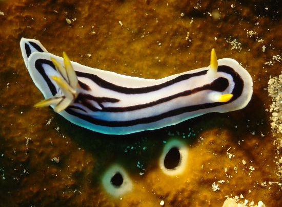 Chromodoris boucheti